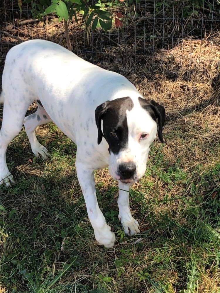 Oliver, a Adoptable mixed breed in Alpharetta, GA image 1/5