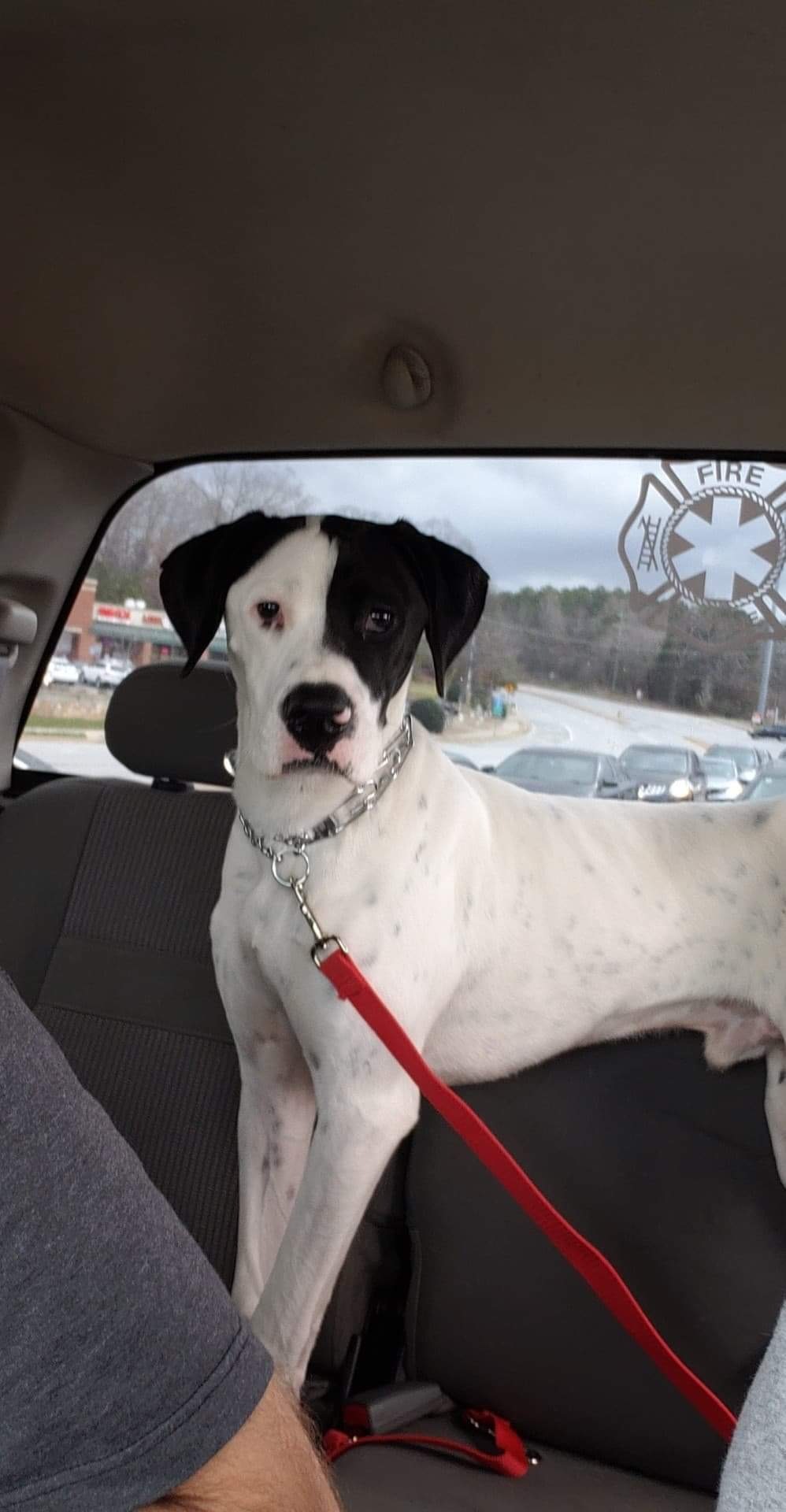 Oliver, a Adoptable mixed breed in Alpharetta, GA image 2/5