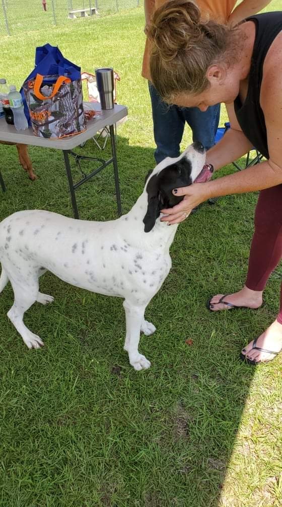 Oliver, a Adoptable mixed breed in Alpharetta, GA image 3/5