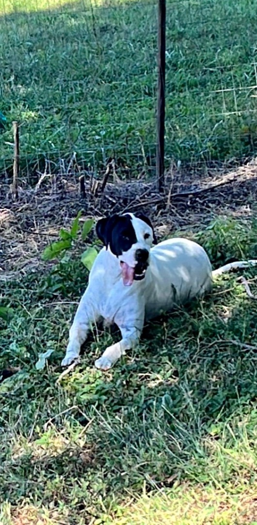 Oliver, a Adoptable mixed breed in Alpharetta, GA image 4/5