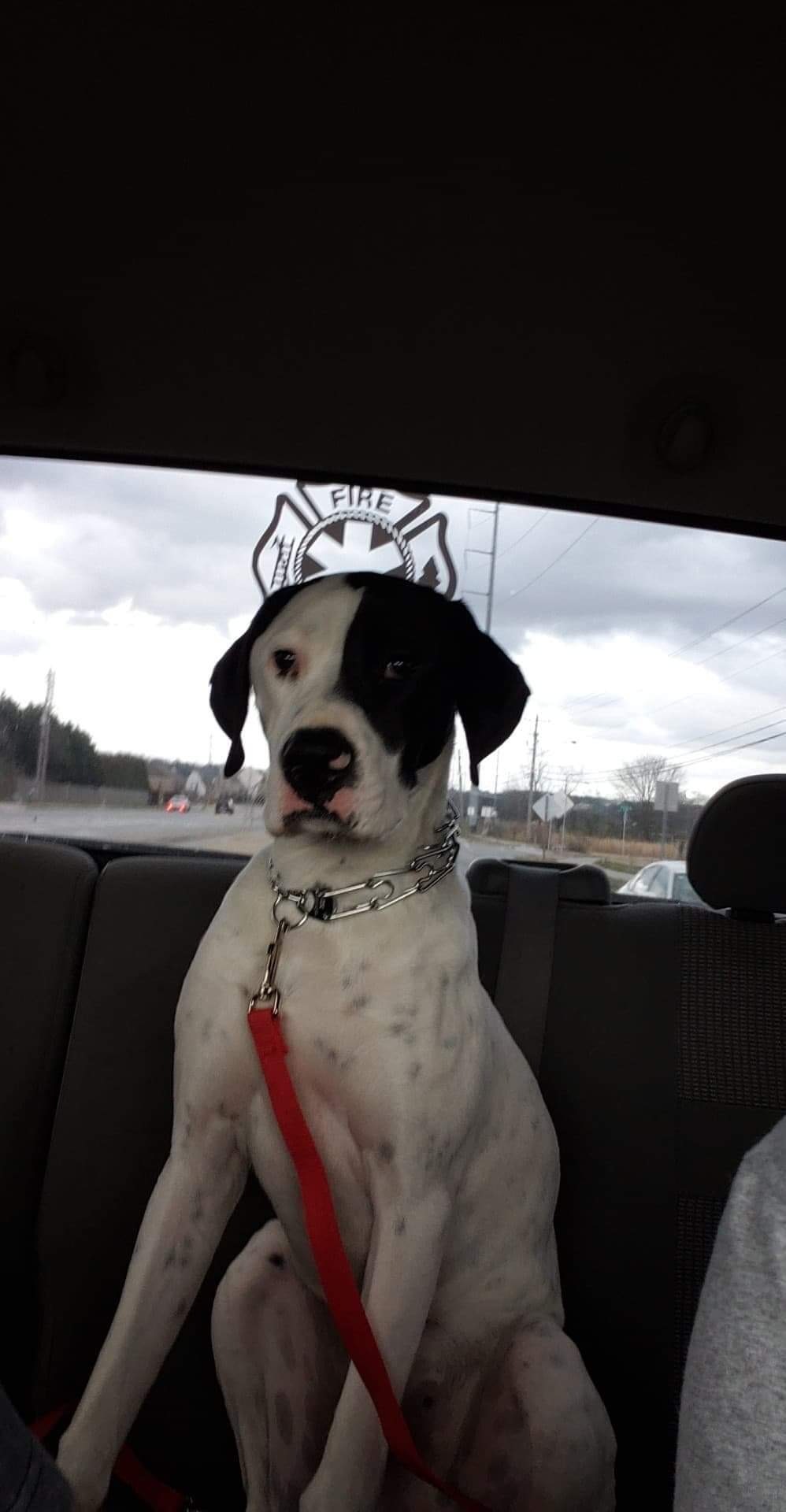 Oliver, a Adoptable mixed breed in Alpharetta, GA image 5/5