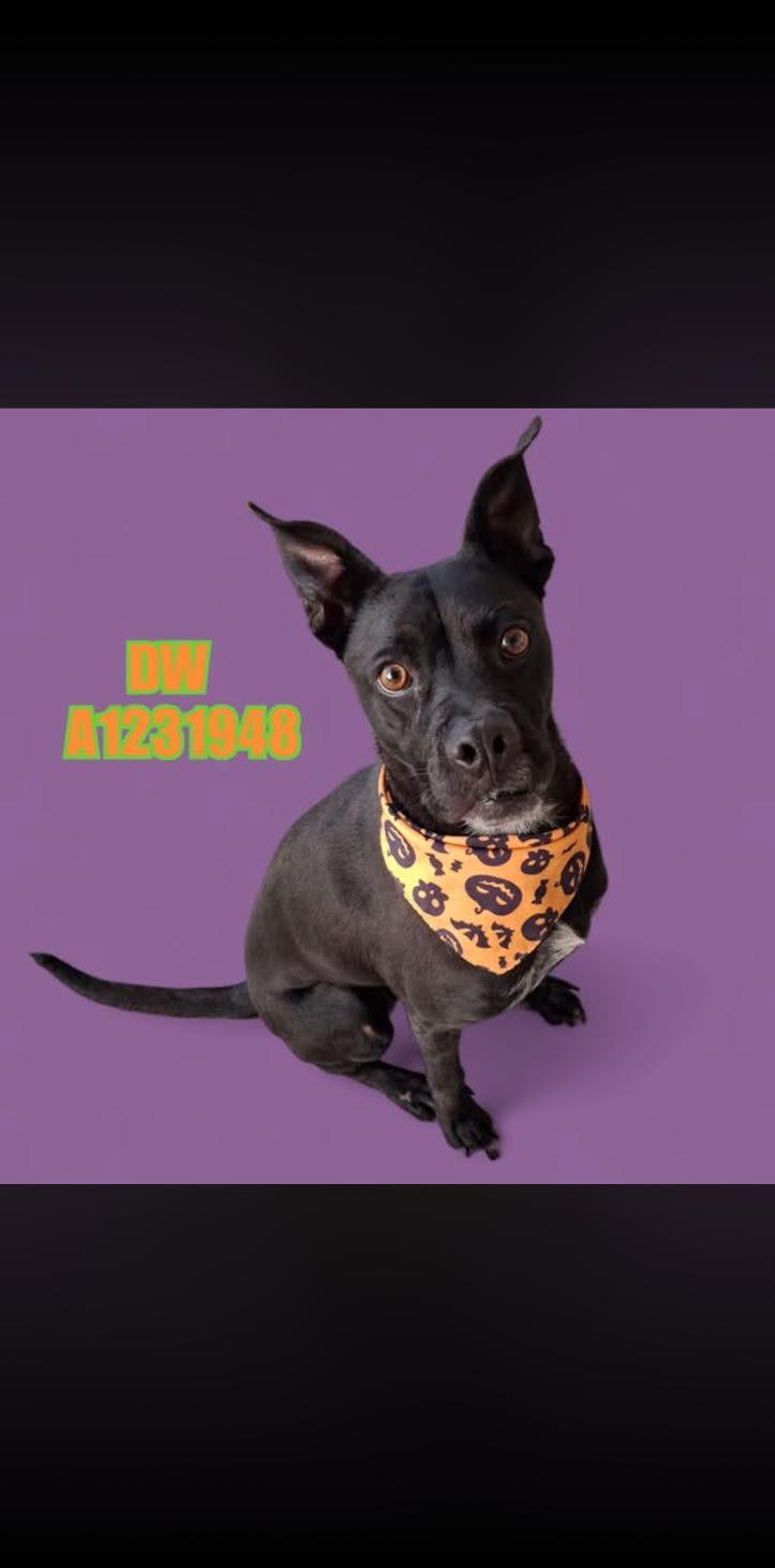 DW -- URGENT!!, adoptable, Adult Female Labrador Retriever & Pit Bull Terrier.