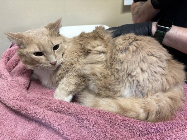 Willow, Adoptable, Adult Male Domestic Long Hair.