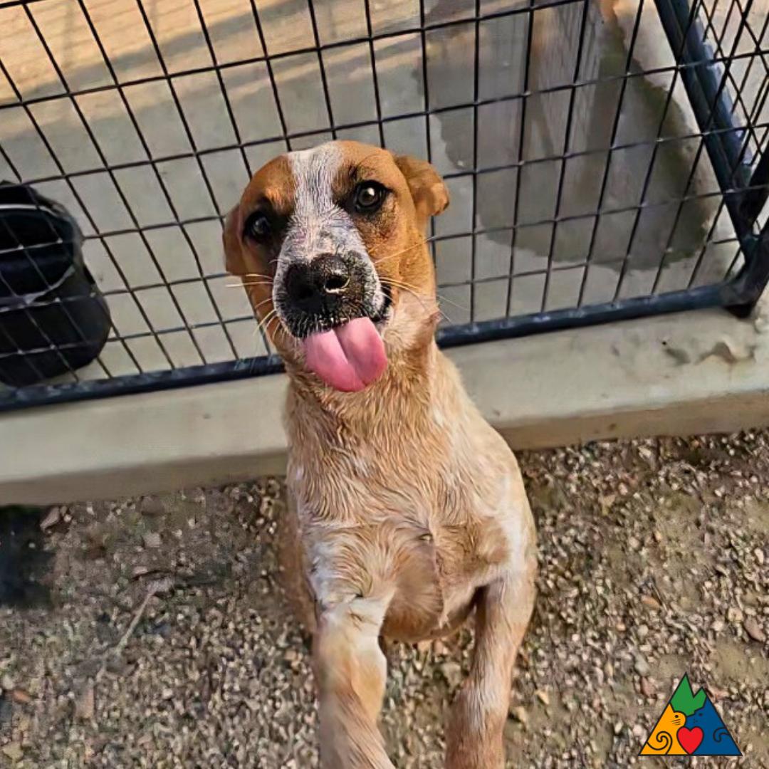 Aspen, an adoptable Australian Cattle Dog / Blue Heeler in Douglas, WY, 82633 | Photo Image 4