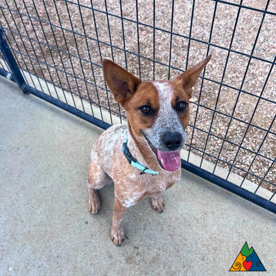 Aspen, an adoptable Australian Cattle Dog / Blue Heeler in Douglas, WY, 82633 | Photo Image 3