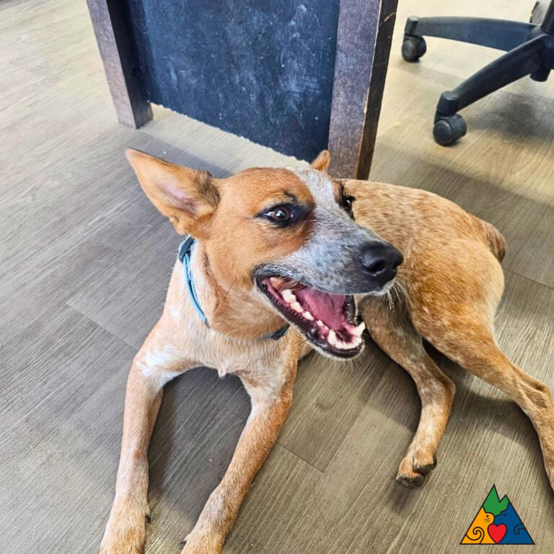 Aspen, an adoptable Australian Cattle Dog / Blue Heeler in Douglas, WY, 82633 | Photo Image 1