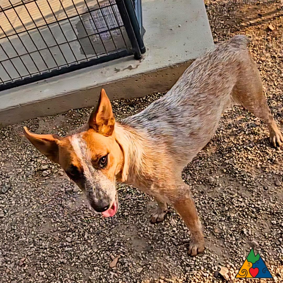 Aspen, an adoptable Australian Cattle Dog / Blue Heeler in Douglas, WY, 82633 | Photo Image 2