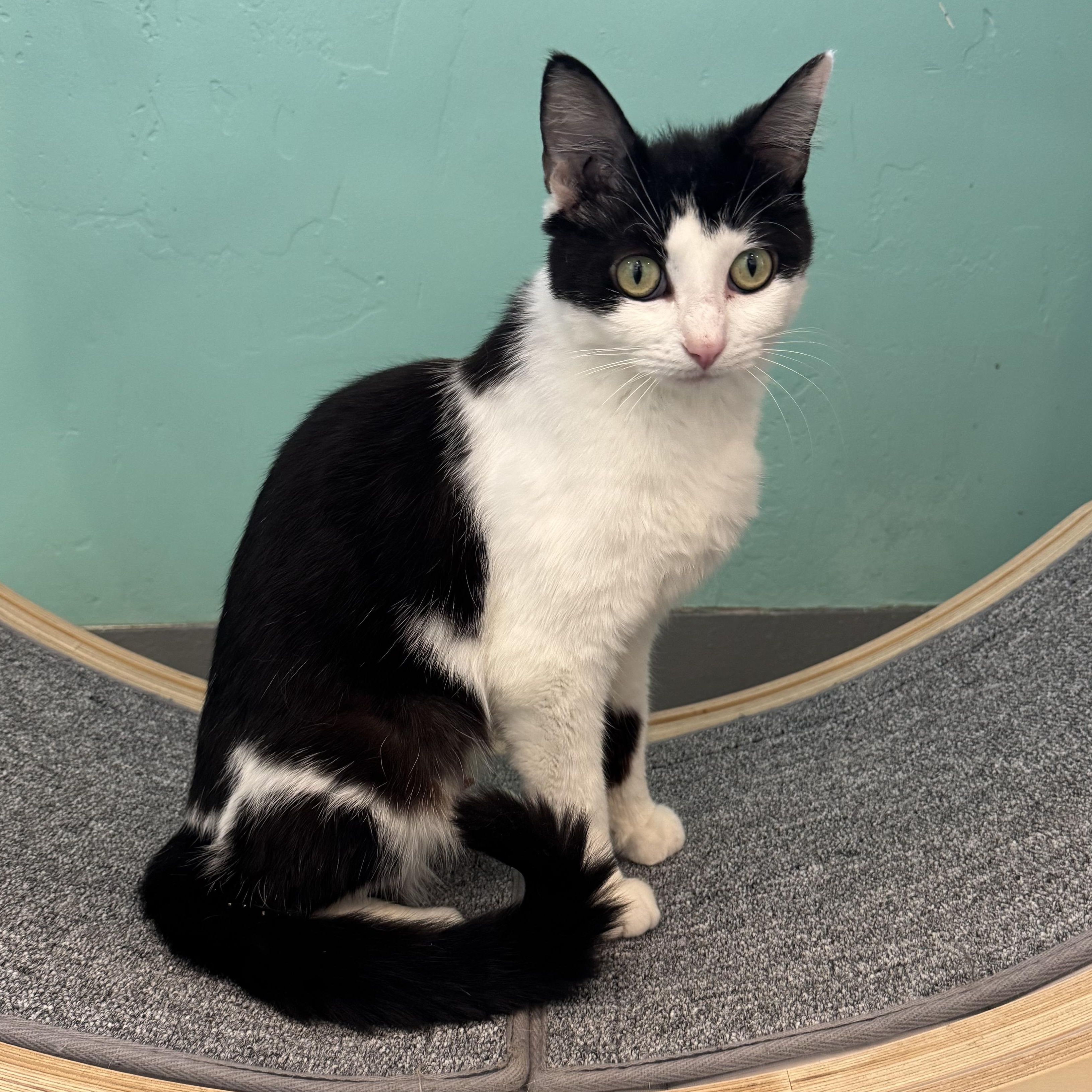 Lucy, Adult Female unknown