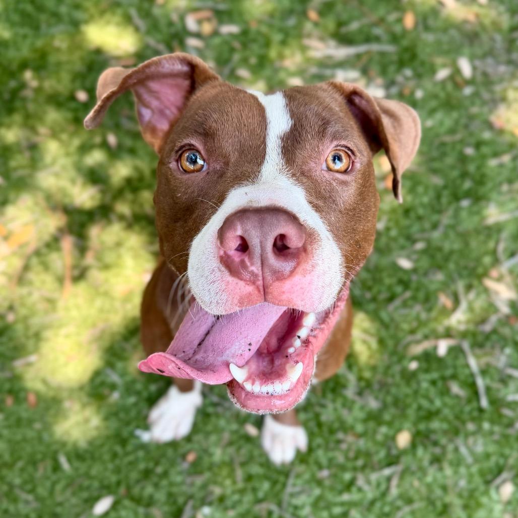 Ziggy, Adoptable, Adult Male Mixed Breed.