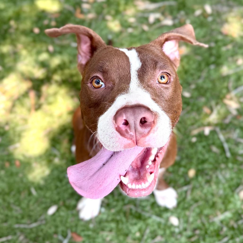 Enlarge Ziggy, a Adoptable Mixed Breed in Milton, FL image 2/2