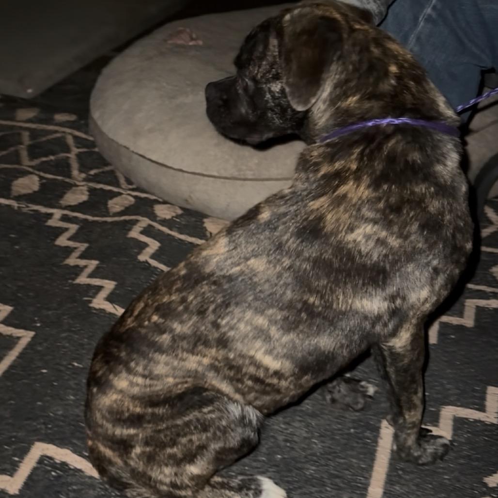 Chavito, Adoptable, Adult Male Pug & Mixed Breed.