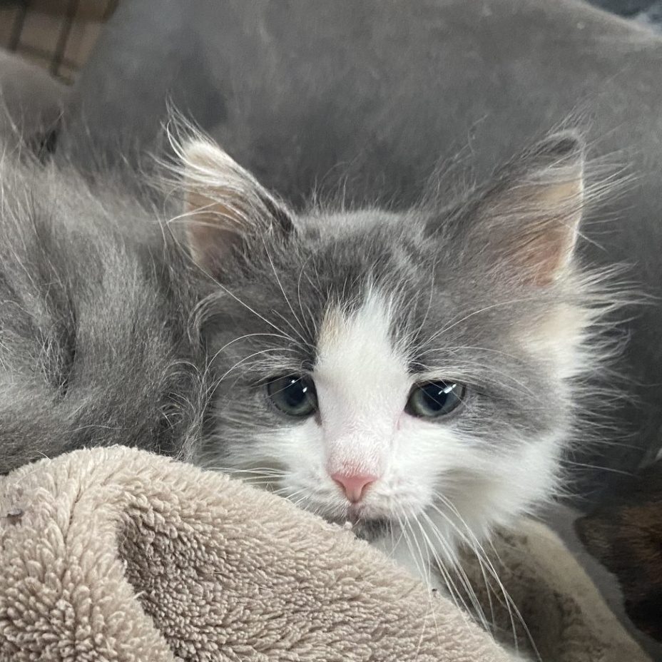 Cat for adoption Gerber, a Domestic Medium Hair in Duluth, GA Petfinder