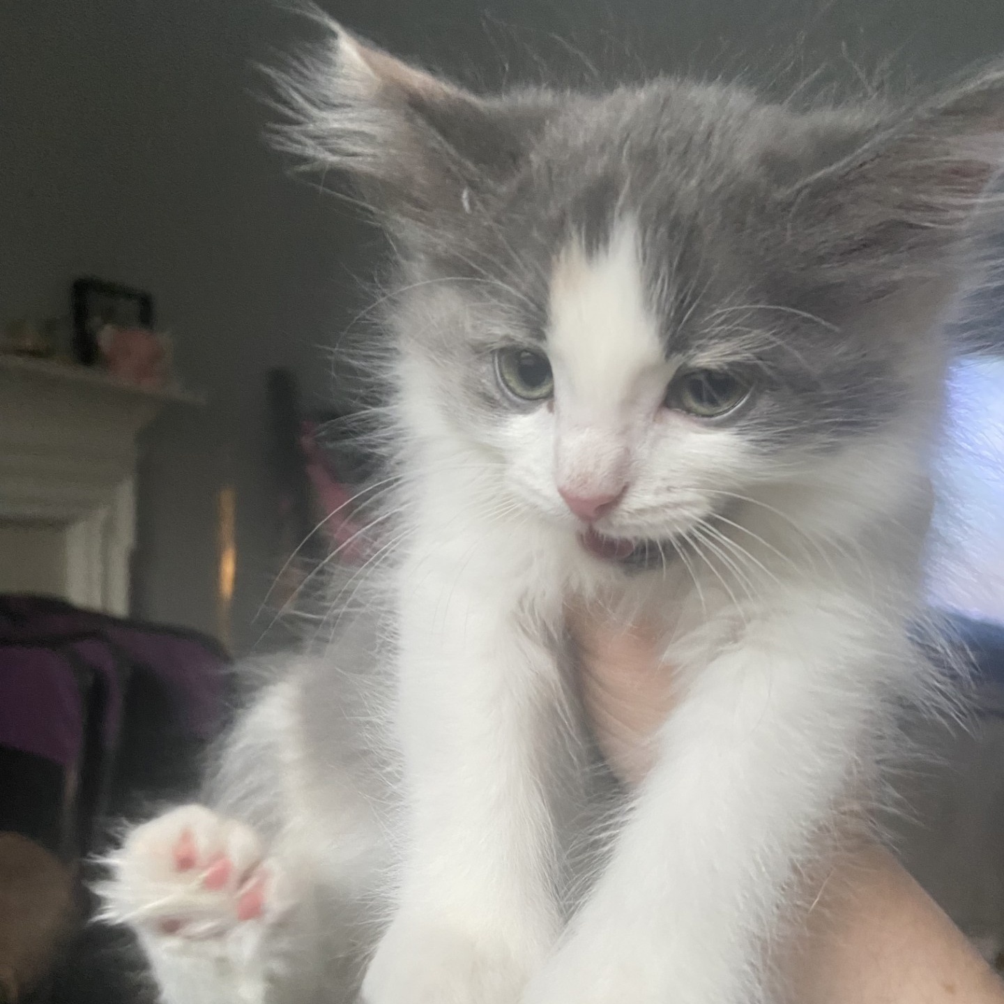 Cat for adoption Gerber, a Domestic Medium Hair in Duluth, GA Petfinder
