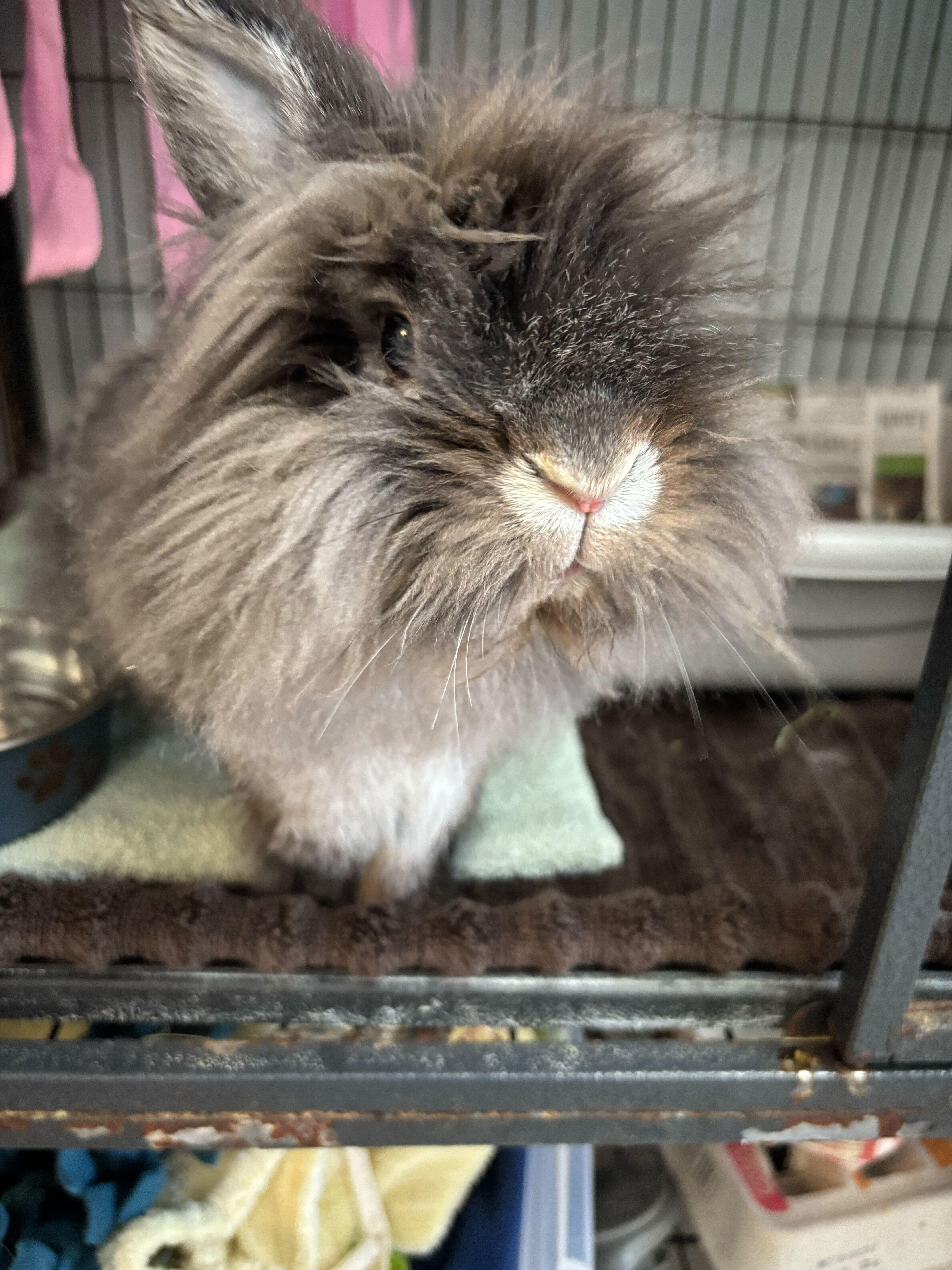 Iced Vanilla Berry Red Bull