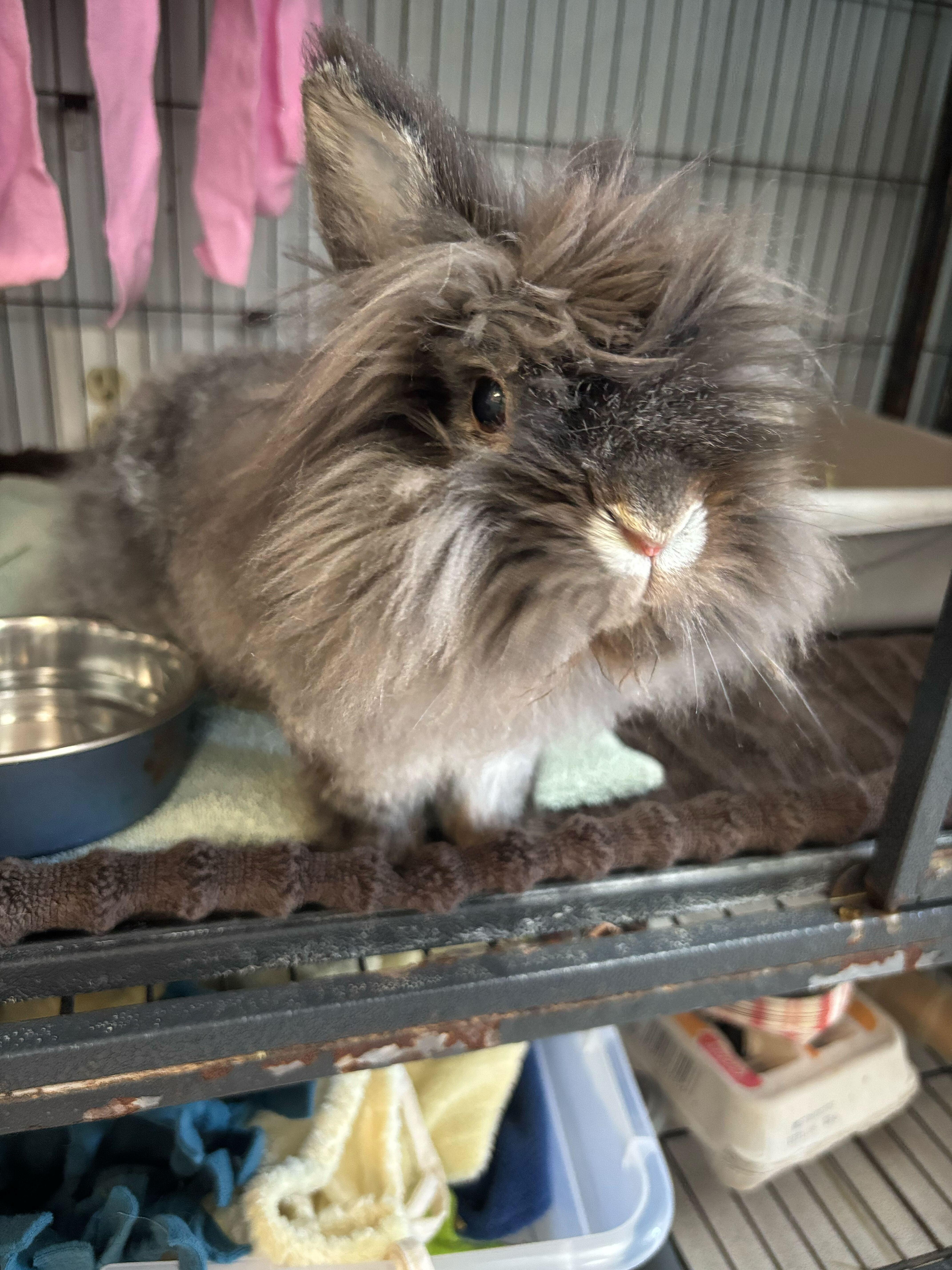 Iced Vanilla Berry Red Bull