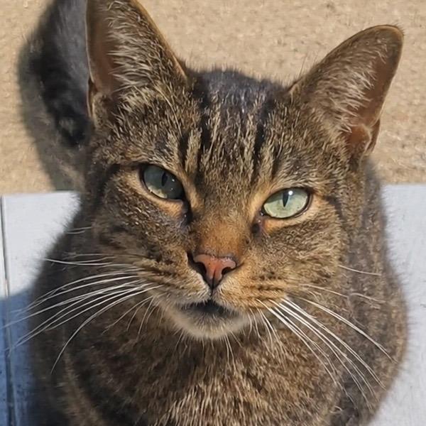 Gatsby - Home to Home, Adoptable, Adult Male American Shorthair.
