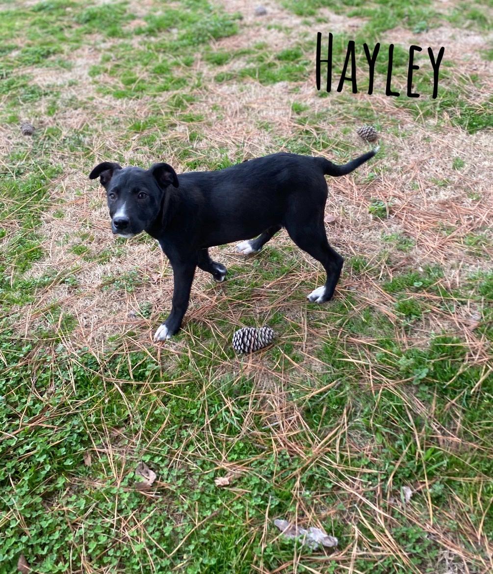 Enlarge Hayley, a Adoptable mixed breed in Pembroke, MA image 2/2