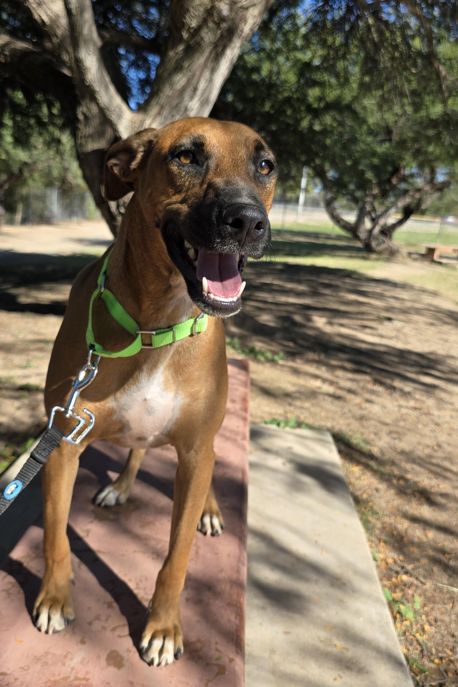 Rigel , Adoptable, Adult Male Shepherd & Hound.