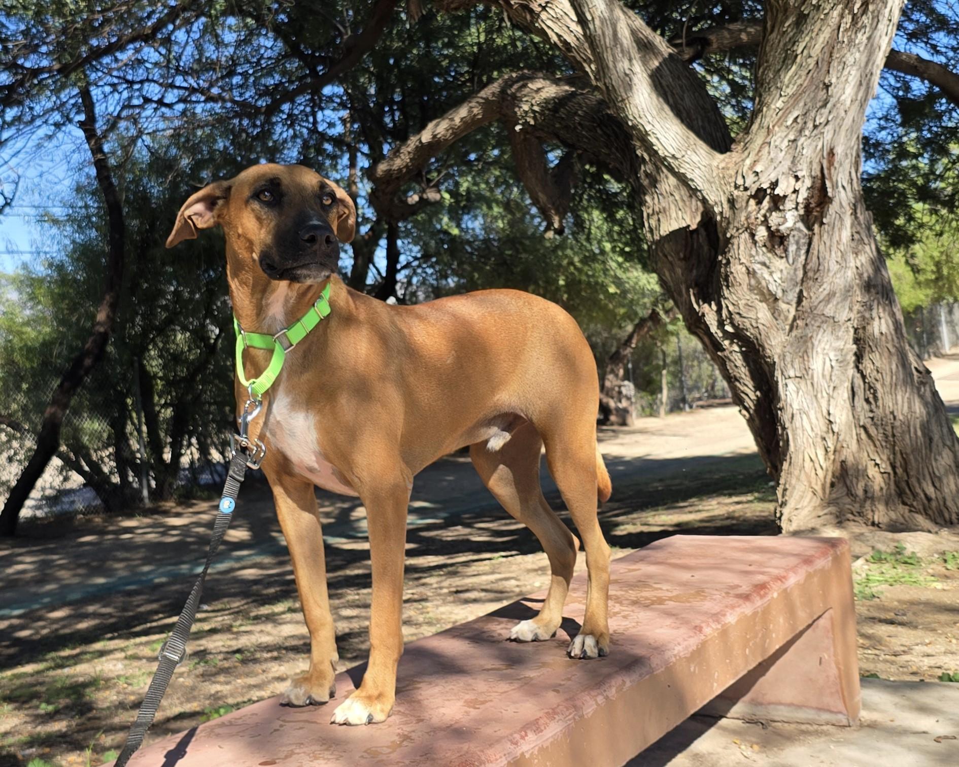 Enlarge Rigel , a Adoptable mixed breed in Tucson, AZ image 2/5