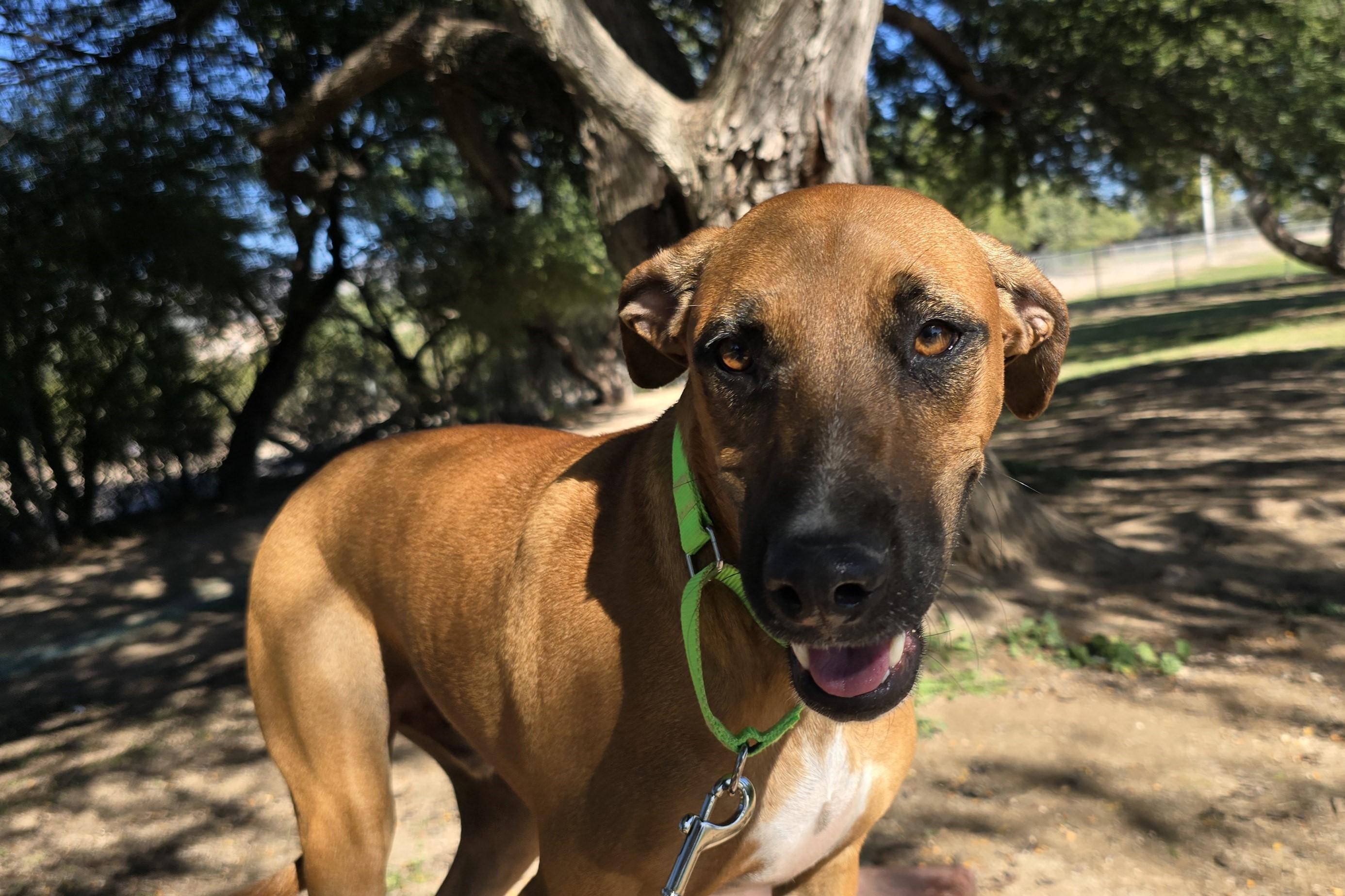 Enlarge Rigel , a Adoptable mixed breed in Tucson, AZ image 3/5