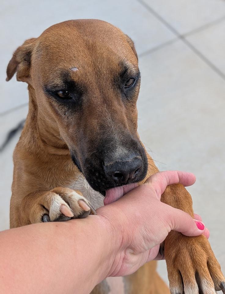 Enlarge Rigel , a Adoptable mixed breed in Tucson, AZ image 4/5