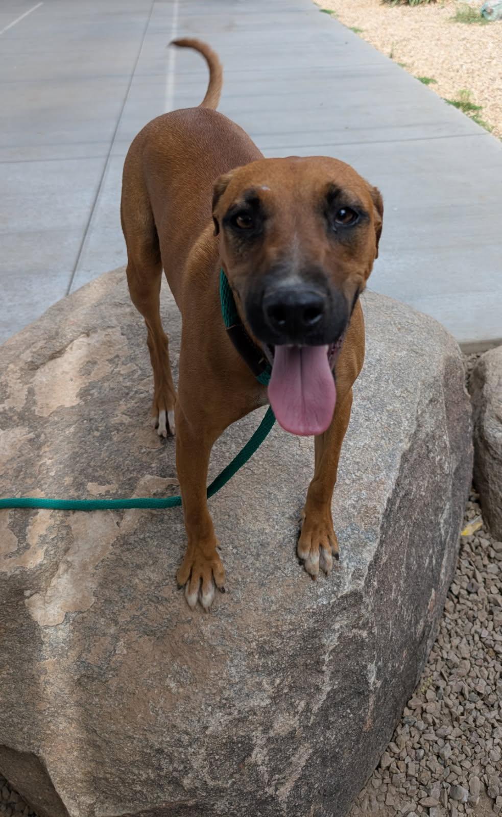 Enlarge Rigel , a Adoptable mixed breed in Tucson, AZ image 5/5