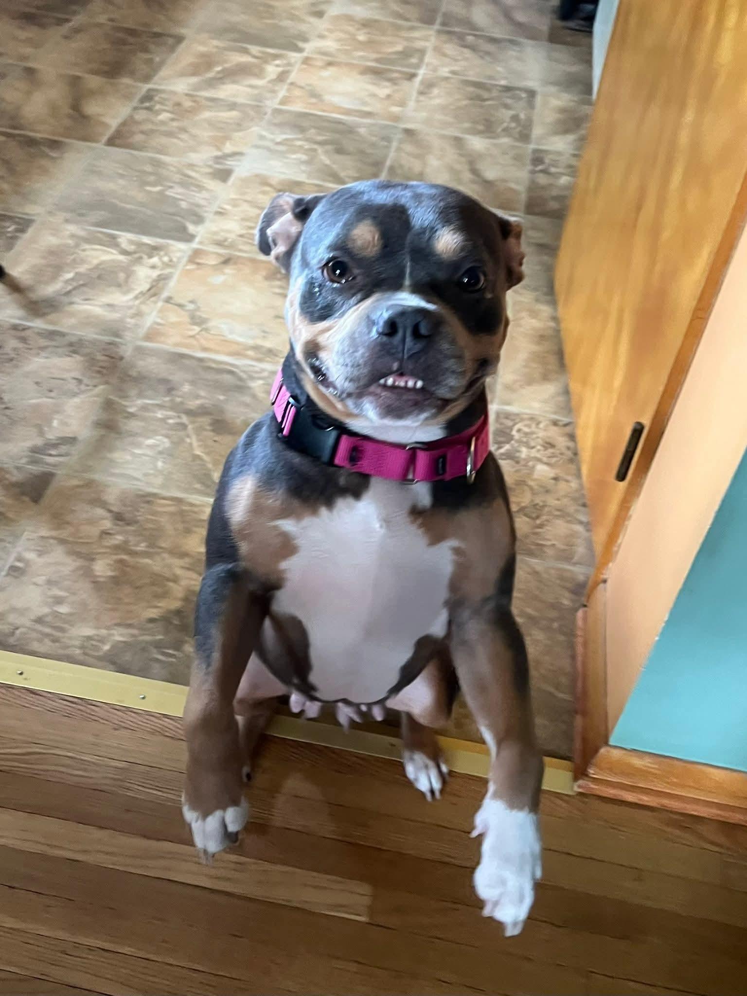 Layla, a ADOPTABLE American Bully in Buffalo, NY image 5/6