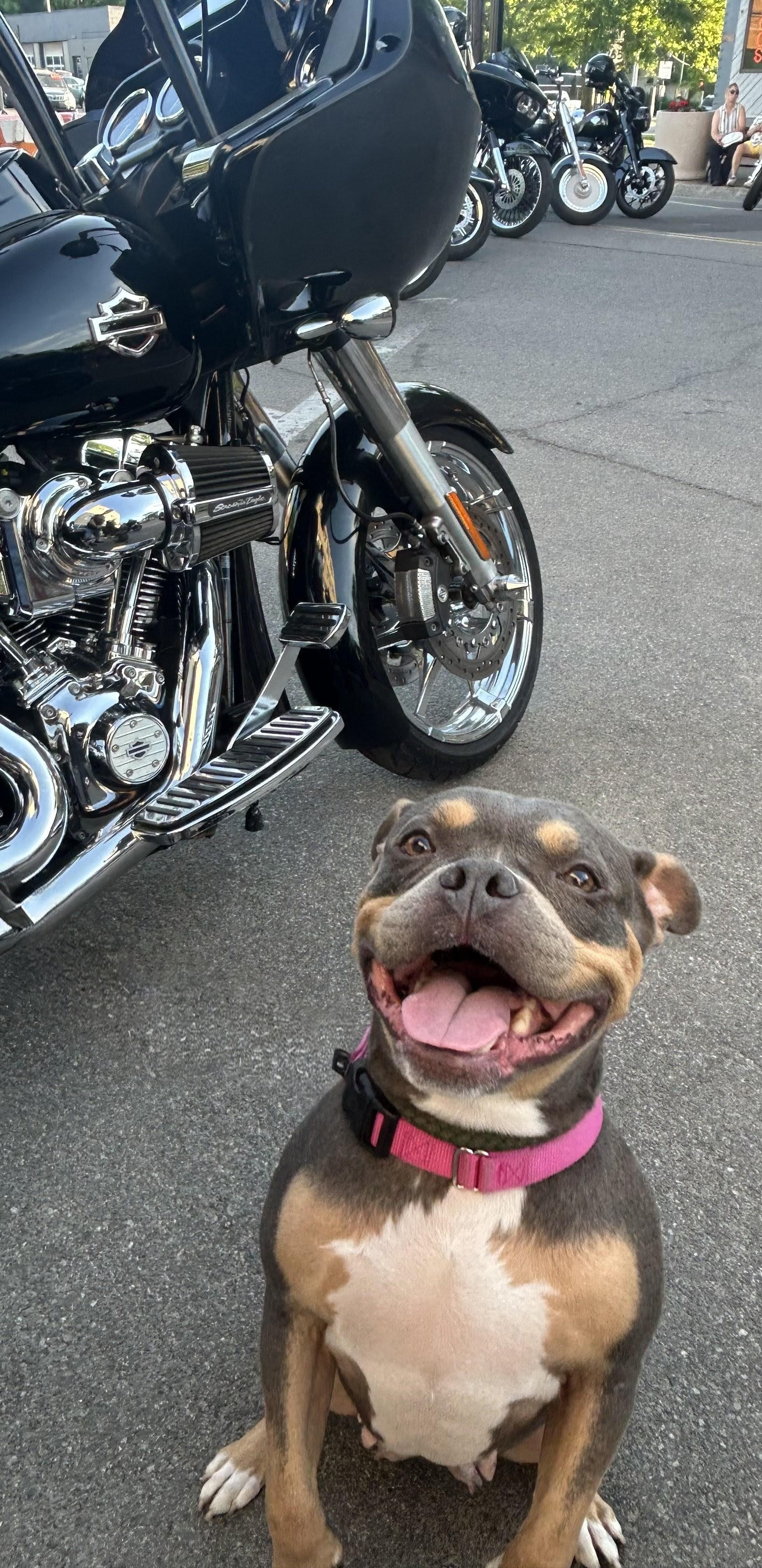 Layla, a ADOPTABLE American Bully in Buffalo, NY image 6/6