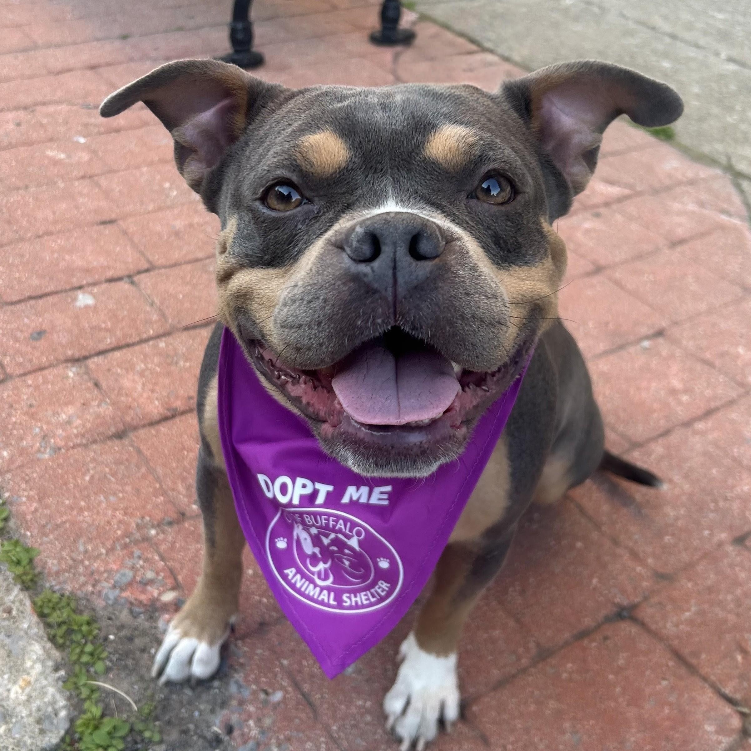 Layla, ADOPTABLE, Young Female American Bully.
