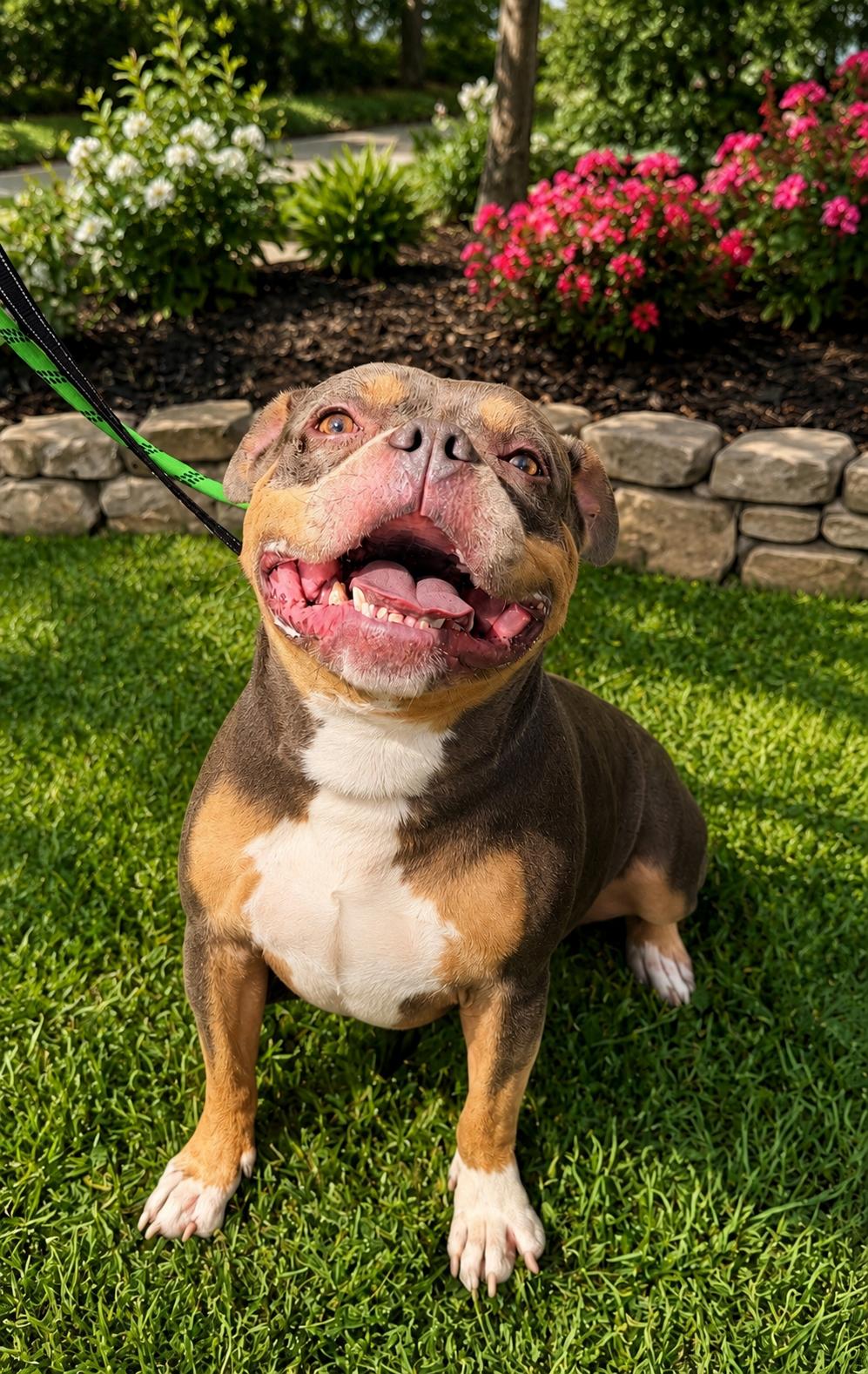 Layla, a ADOPTABLE American Bully in Buffalo, NY image 4/6
