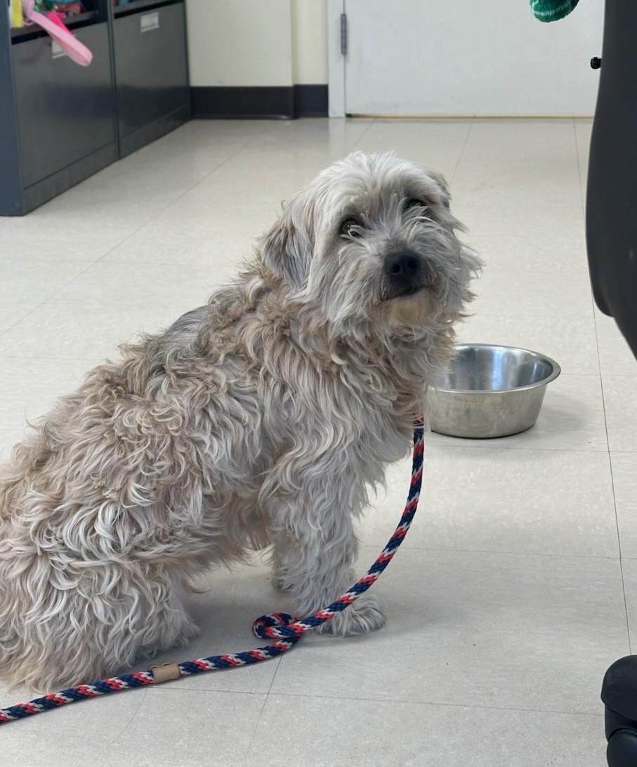 Enlarge Milo , a ADOPTABLE Shih Tzu in Clayton, NJ image 1/1