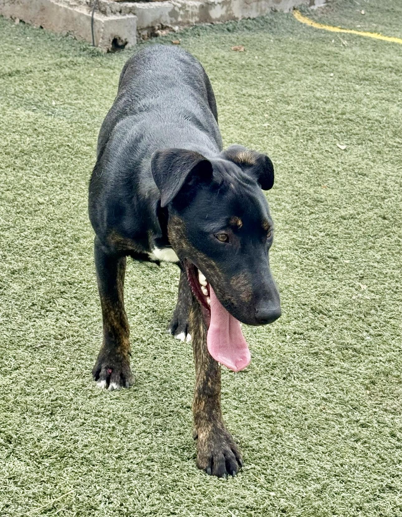 Enlarge Harvey, a Adoptable mixed breed in Central Islip, NY image 3/6