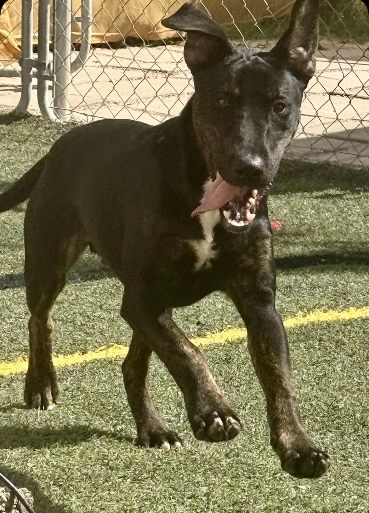 Enlarge Harvey, a Adoptable mixed breed in Central Islip, NY image 4/6