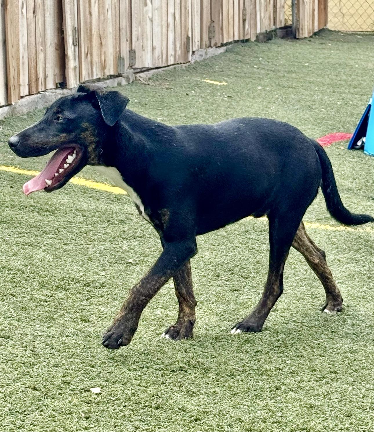 Enlarge Harvey, a Adoptable mixed breed in Central Islip, NY image 6/6