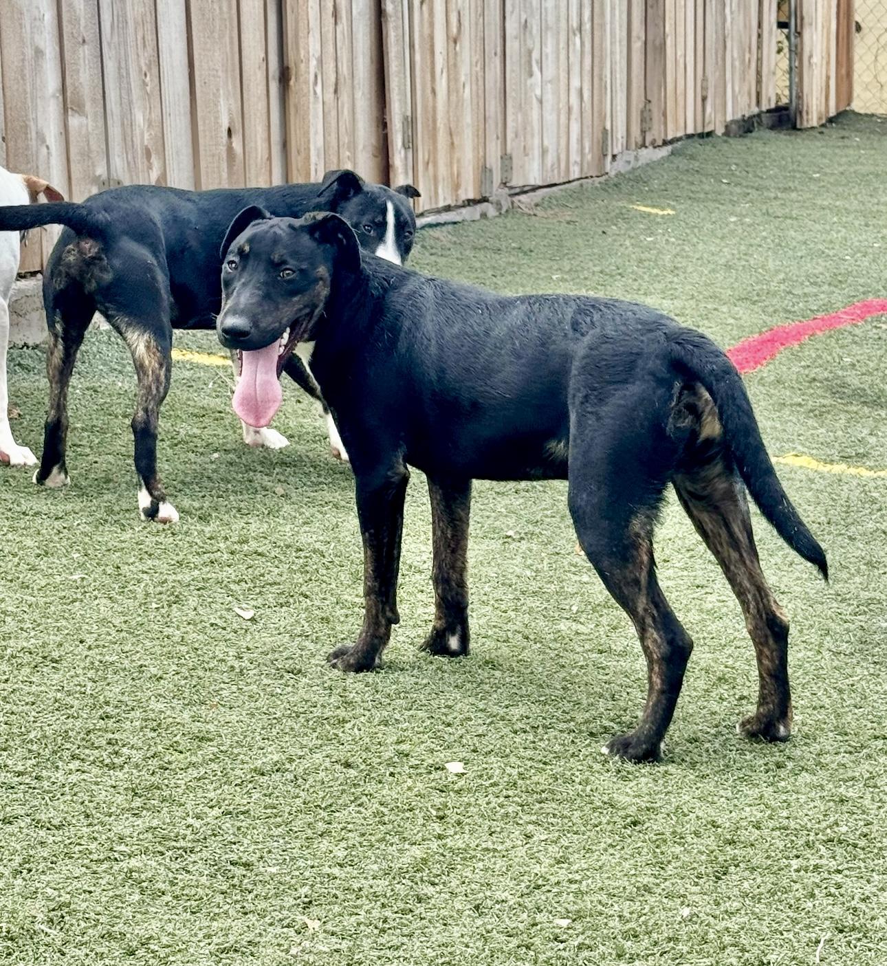 Enlarge Harvey, a Adoptable mixed breed in Central Islip, NY image 5/6