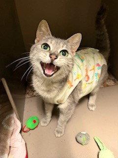 DORIS, Adoptable, Senior Female Domestic Short Hair.