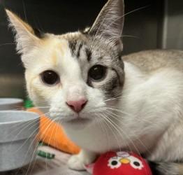 Monkey, Adoptable, Young Female Domestic Short Hair.