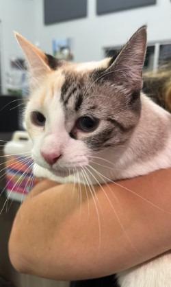 Enlarge Monkey, a Adoptable mixed breed in Richland Hills, TX image 2/2