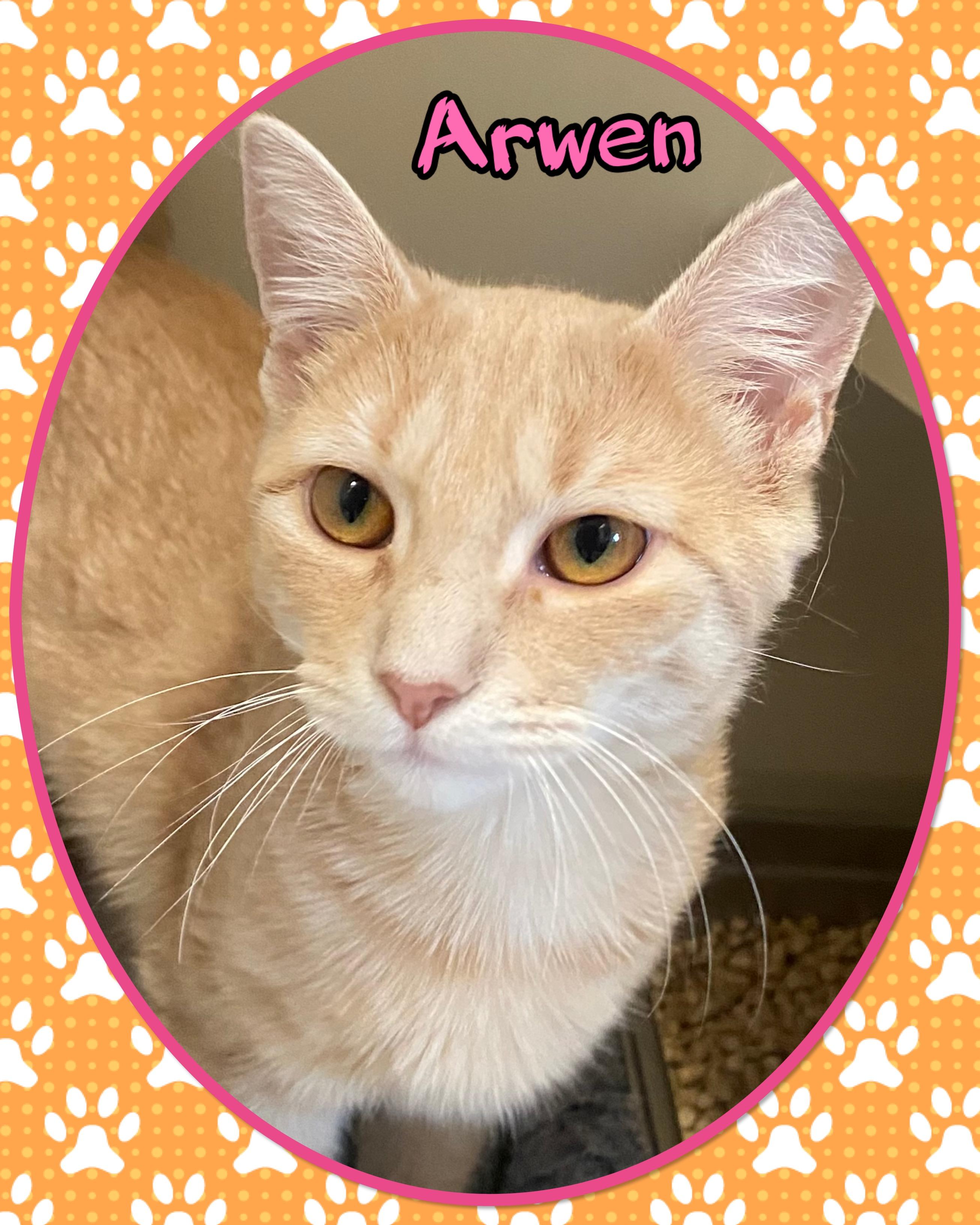Enlarge Arwen, a ADOPTABLE Domestic Short Hair in Somerset, NJ image 1/2