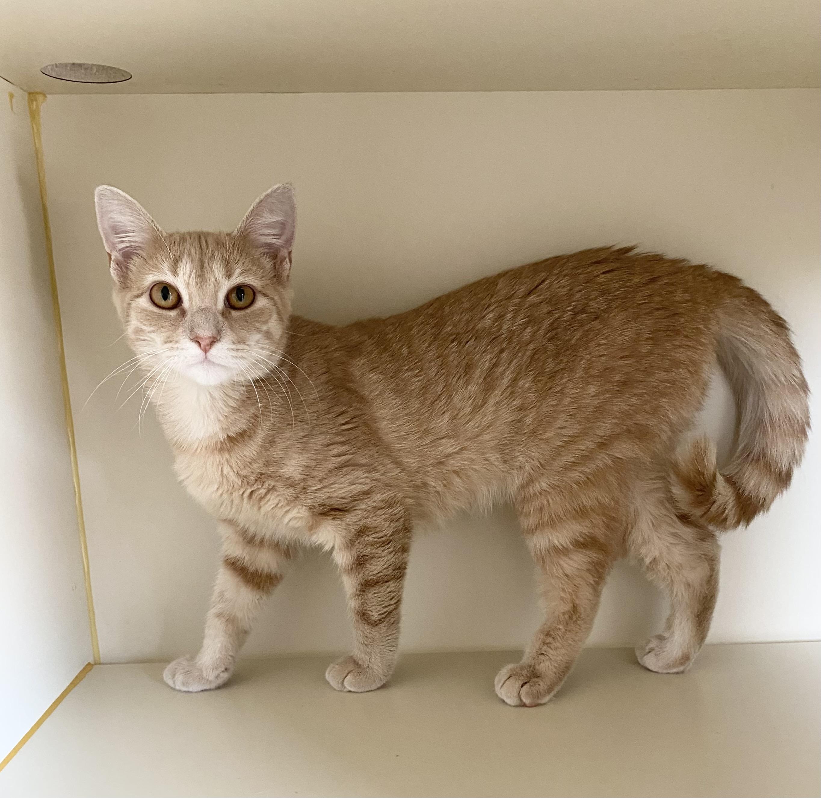 Enlarge Arwen, a ADOPTABLE Domestic Short Hair in Somerset, NJ image 2/2