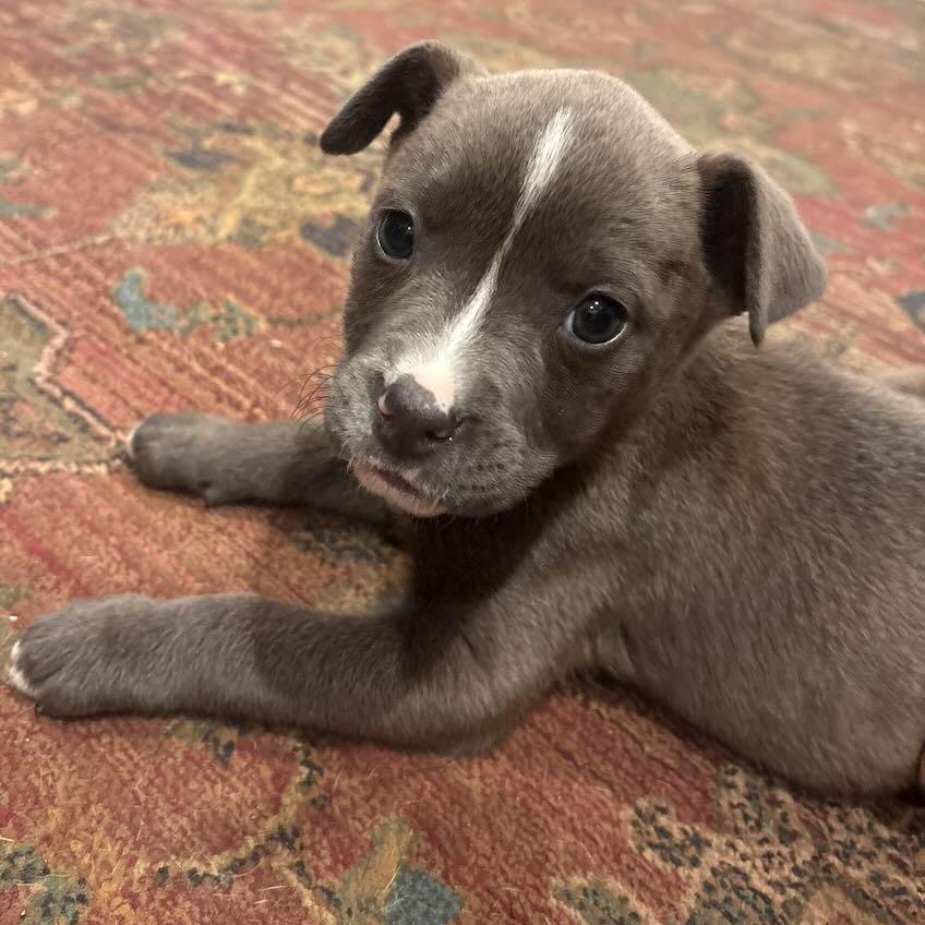 29 (2026) Tippy, a Adoptable mixed breed in Parker, CO image 2/6