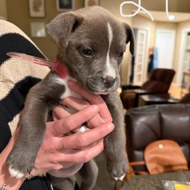 29 (2026) Tippy, a Adoptable mixed breed in Parker, CO image 3/6