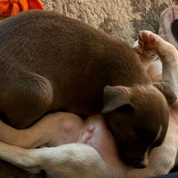 29 (2026) Tippy, a Adoptable mixed breed in Parker, CO image 4/6