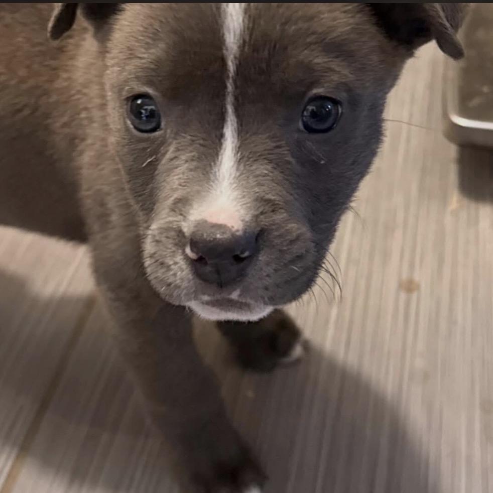 29 (2026) Tippy, a Adoptable mixed breed in Parker, CO image 5/6