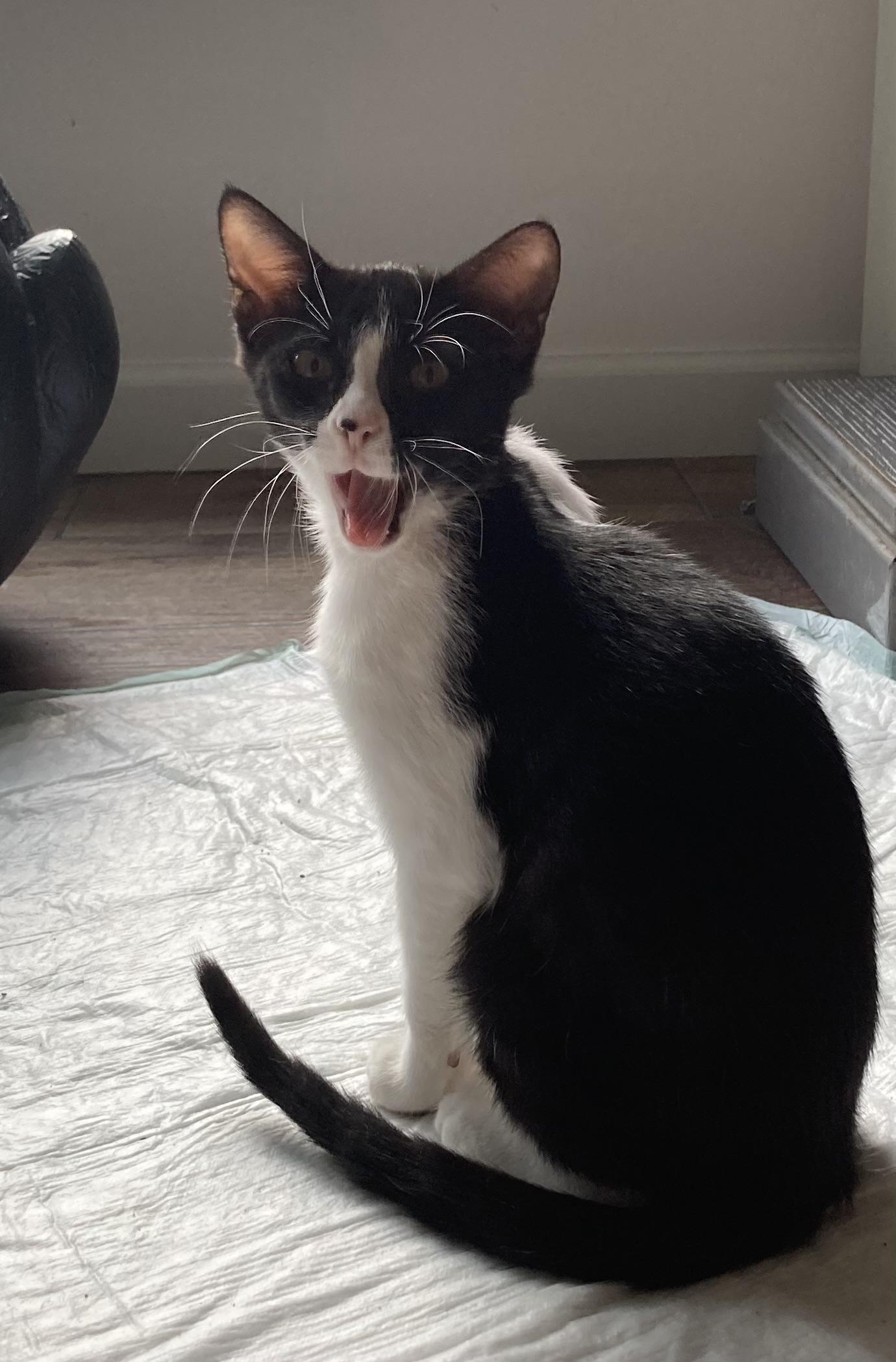 Enlarge Jack & Jacqueline, a Adoptable Tuxedo in Hagerstown, MD image 1/5