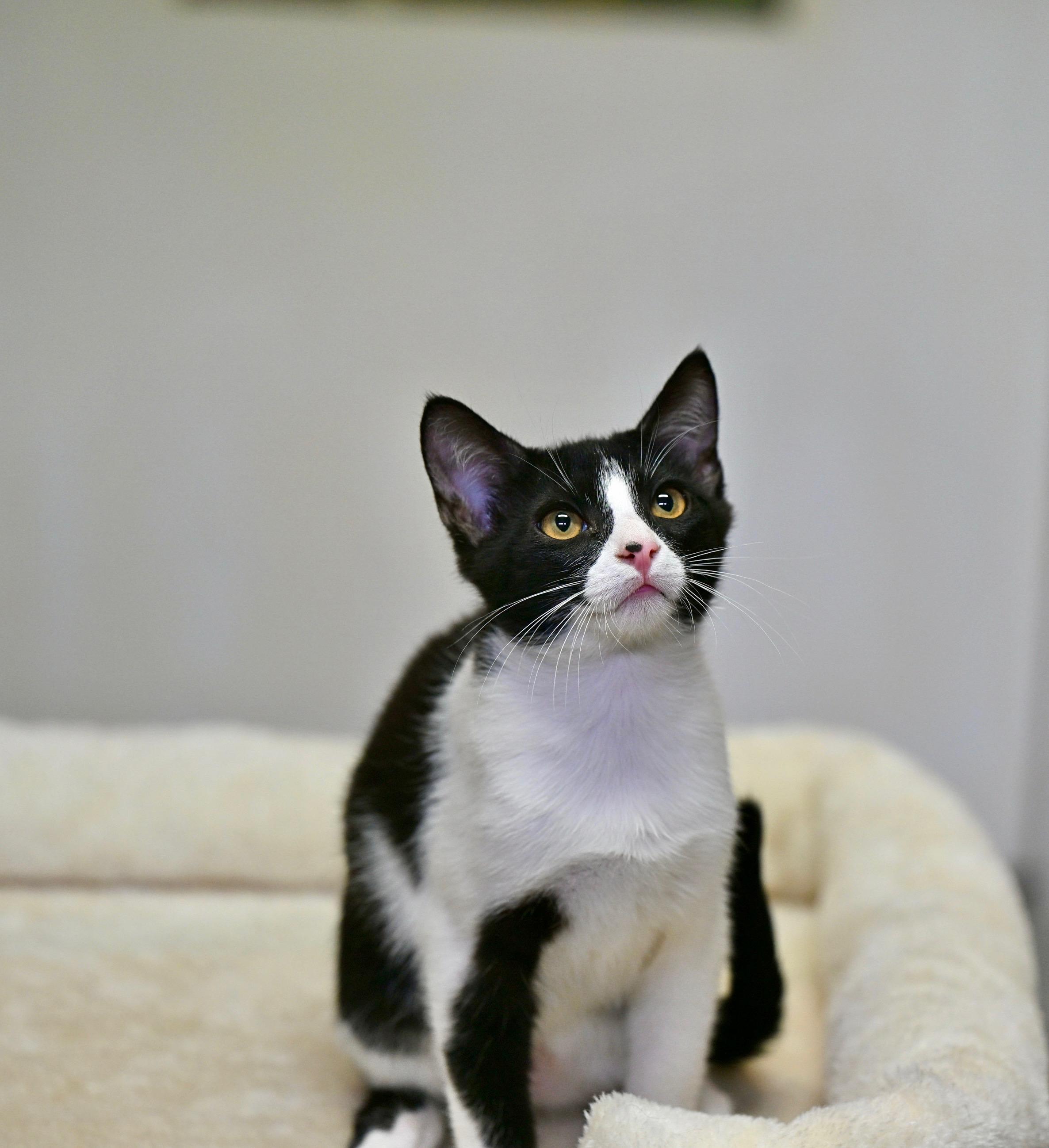 Enlarge Jack & Jacqueline, a Adoptable Tuxedo in Hagerstown, MD image 2/5