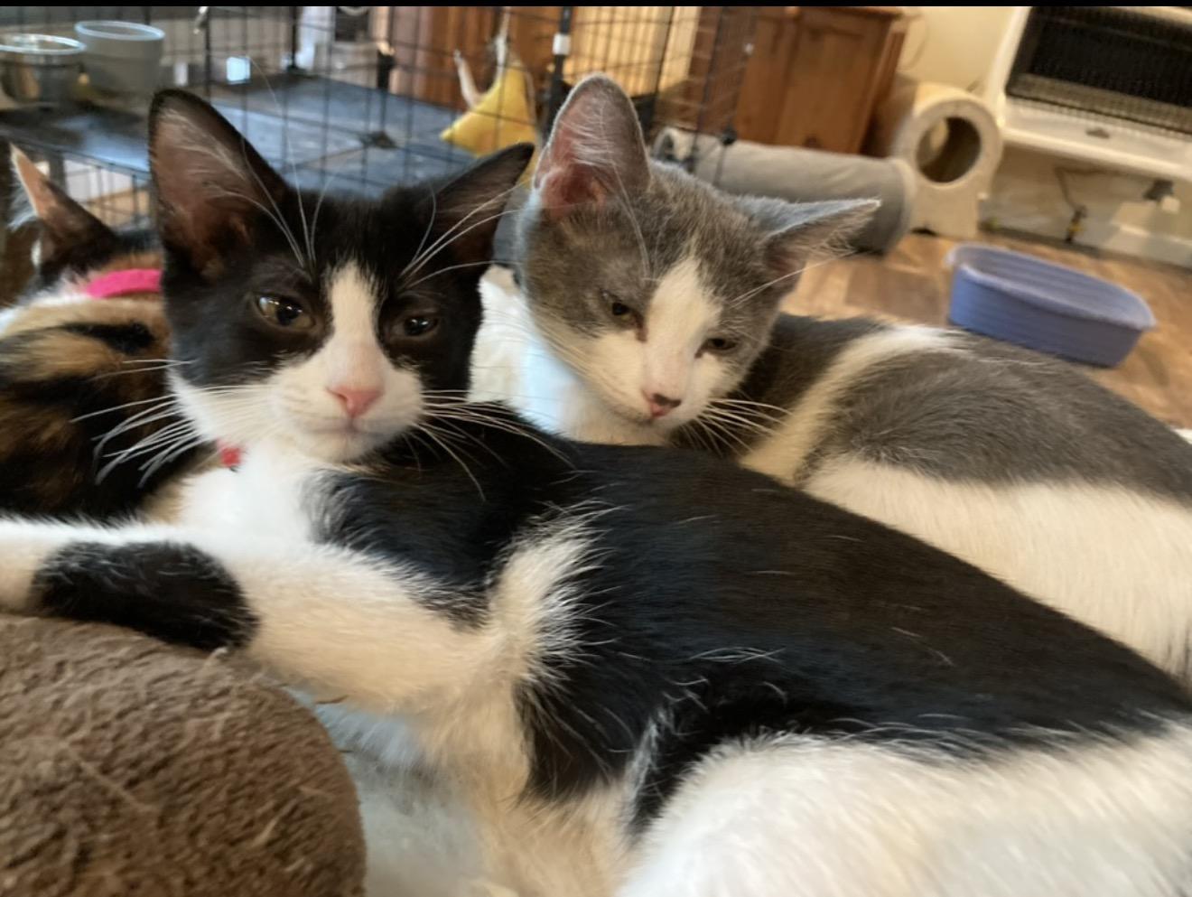Enlarge Jack - WAIVED ADOPTION FEE, a Adoptable Tuxedo in Worcester, MA image 2/4