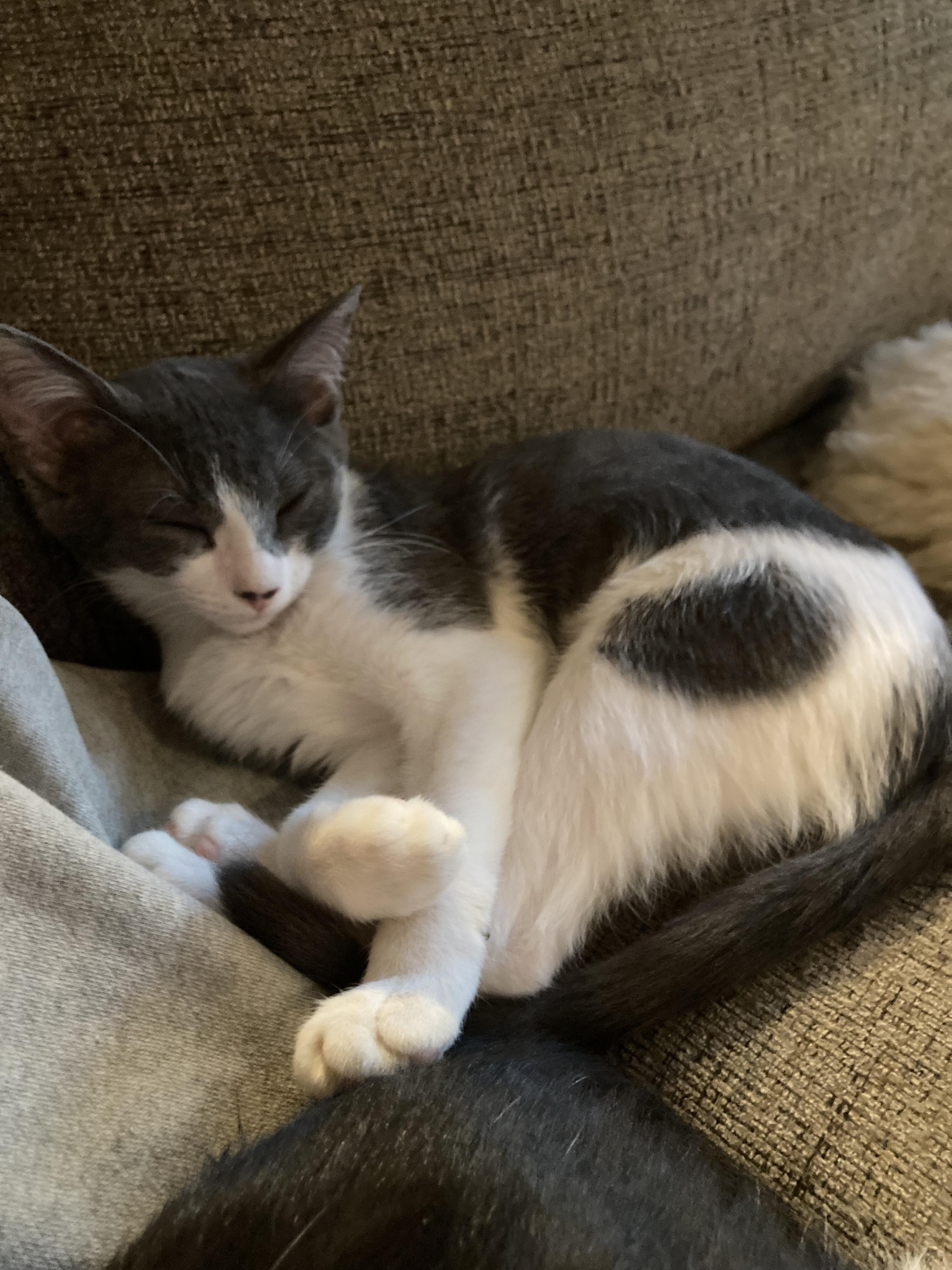 Enlarge Jack & Jacqueline, a Adoptable Tuxedo in Hagerstown, MD image 4/5