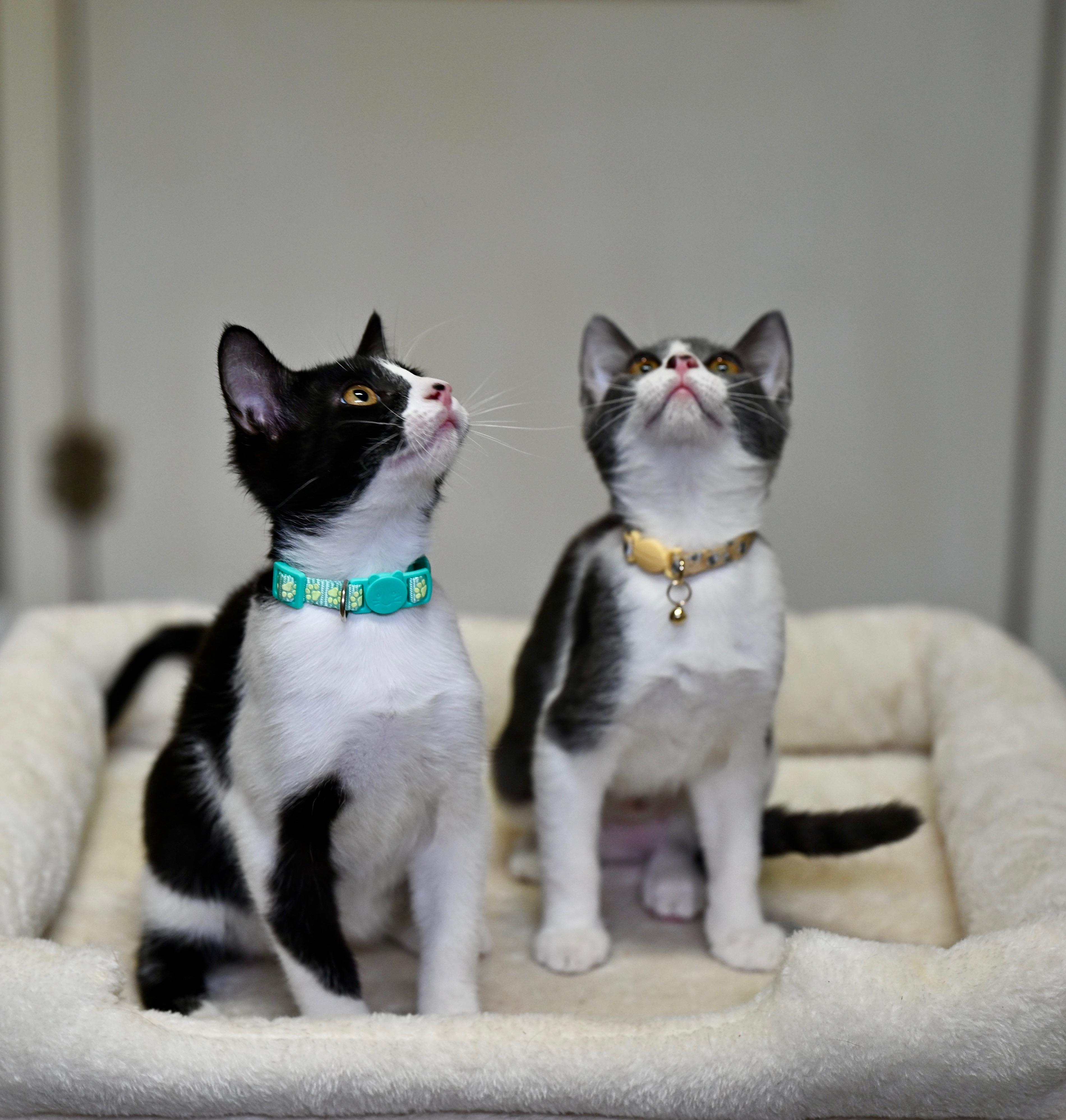 Enlarge Jack & Jacqueline, a Adoptable Tuxedo in Hagerstown, MD image 3/5