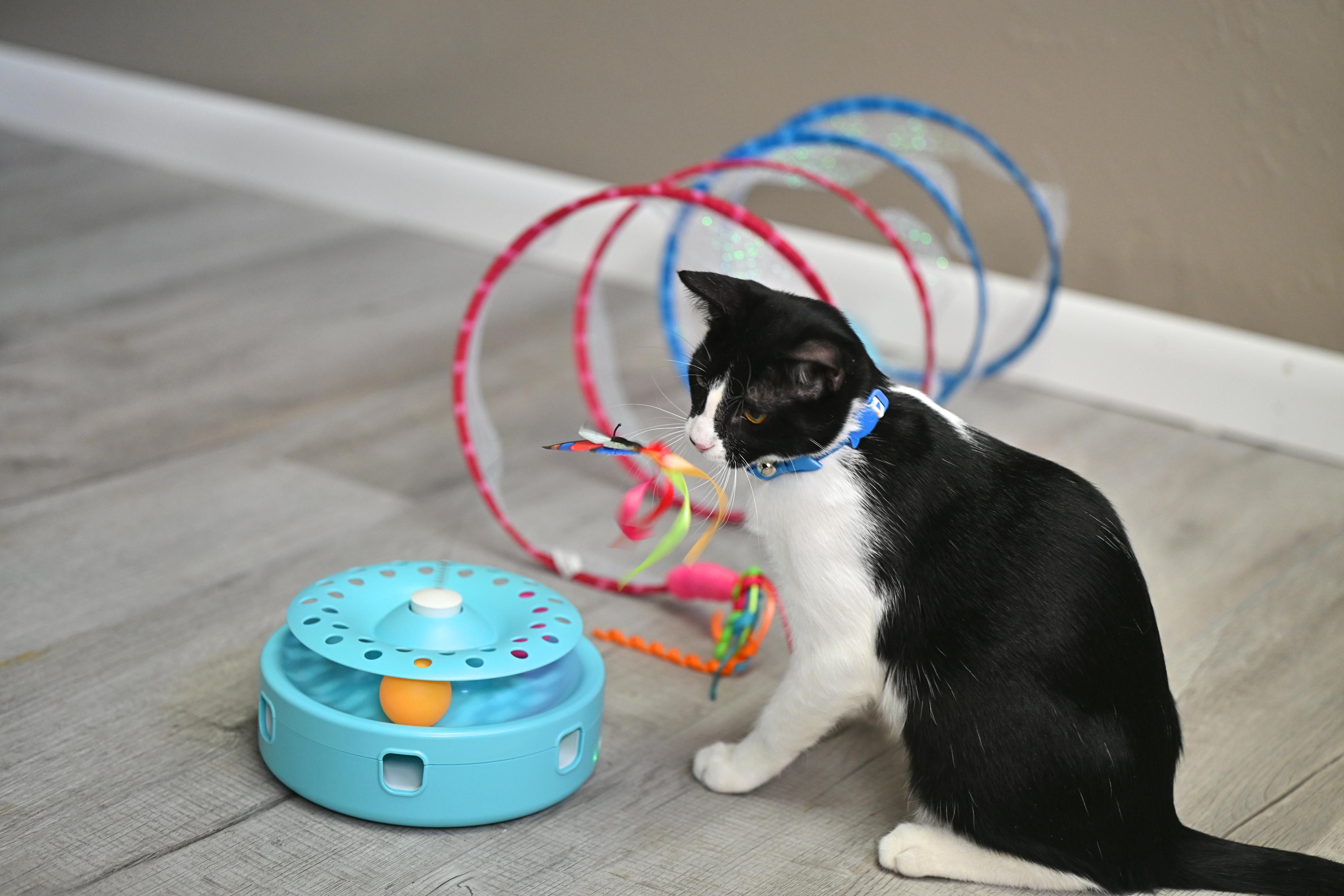 Enlarge Jack - WAIVED ADOPTION FEE, a Adoptable Tuxedo in Worcester, MA image 4/4